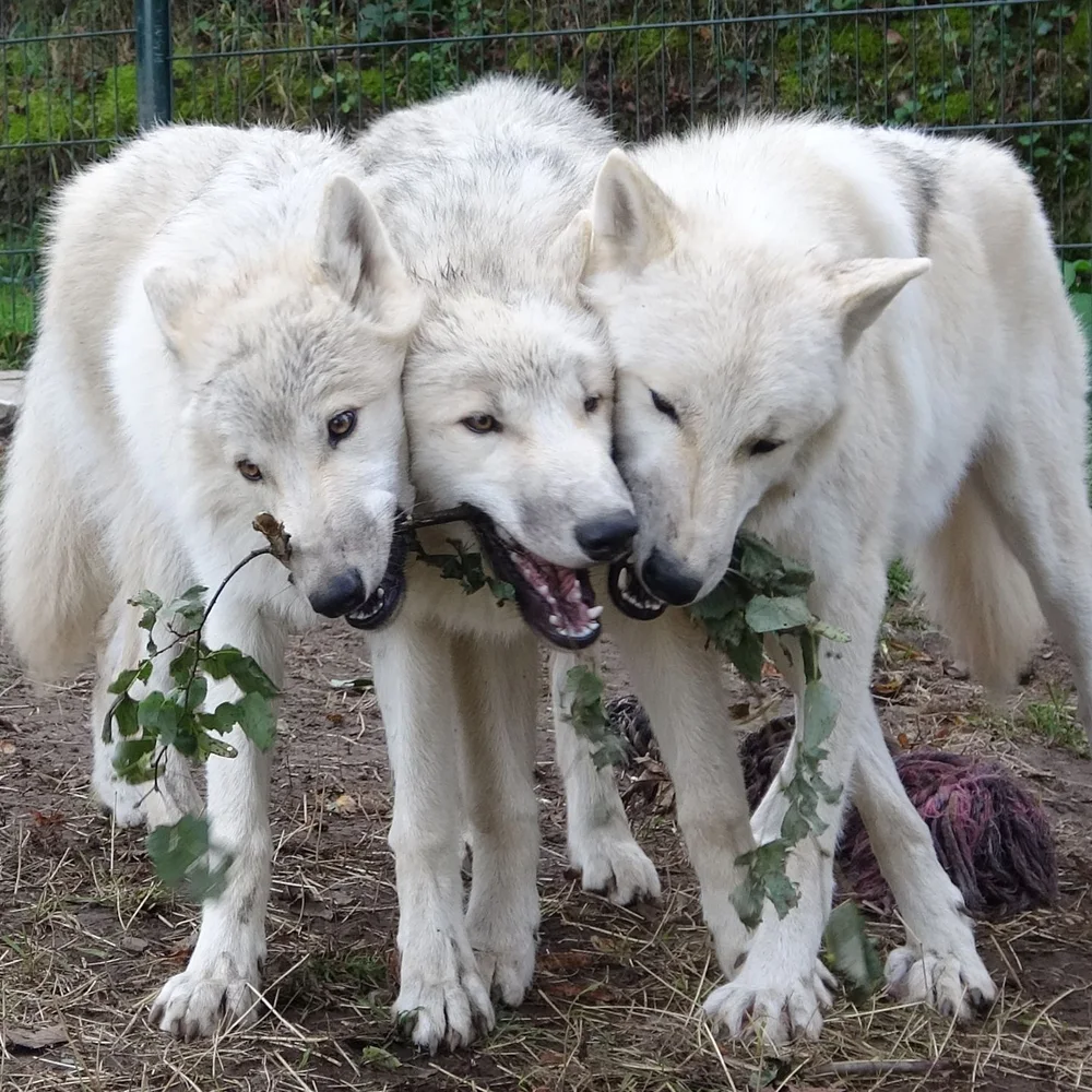 wolfcenter-bilstain-extra-1