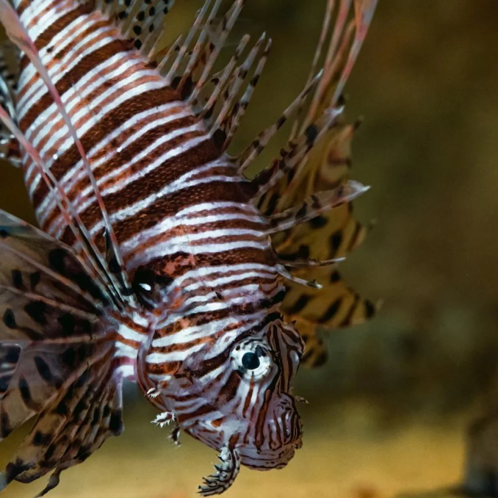 zee-aquarium-bergen-aan-zee-3