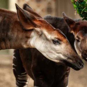 zoo-antwerpen-1