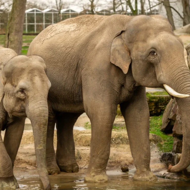 ZOO Planckendael