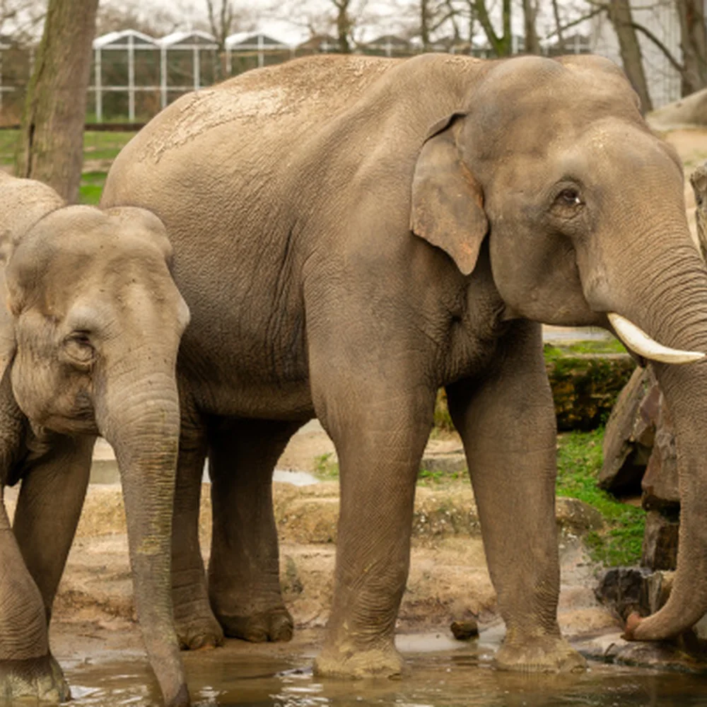 zoo-planckendael-1