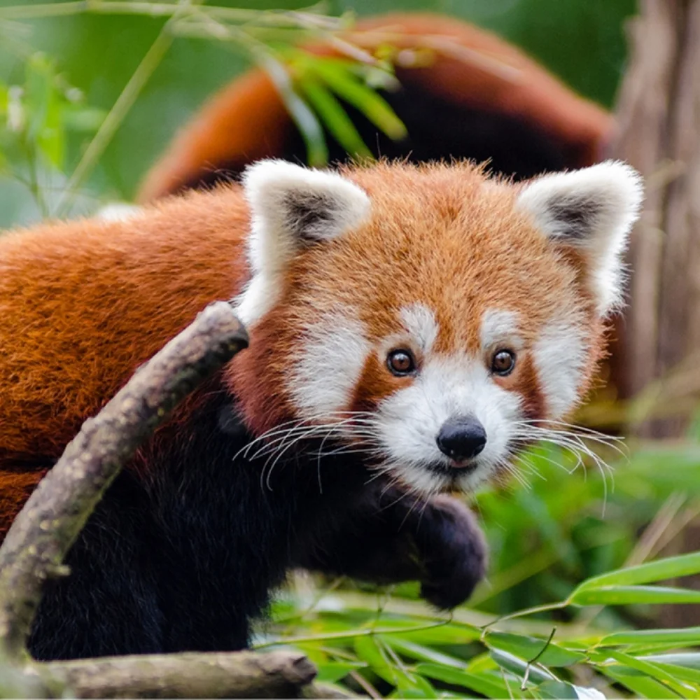 zoo-planckendael-2