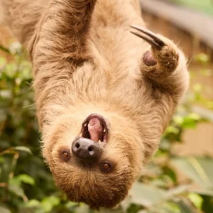 Luiaard hangt ondersteboven in ZooParc Overloon