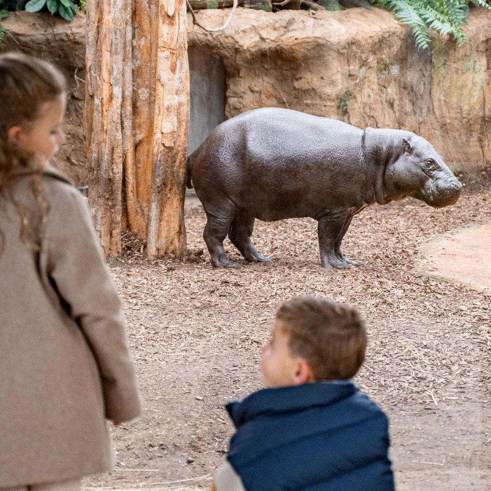 zooparc-overloon-3