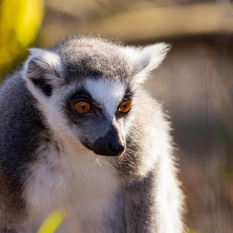 ZooParc Vallée de la Sûre