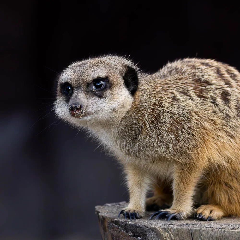 zooparc-vallee-de-la-sure-extra-2